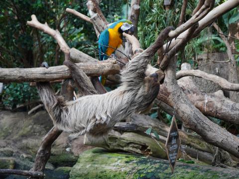 ルリコンゴウインコとナマケモノ