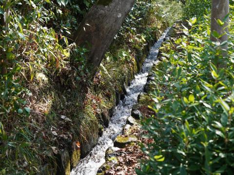 側溝の水