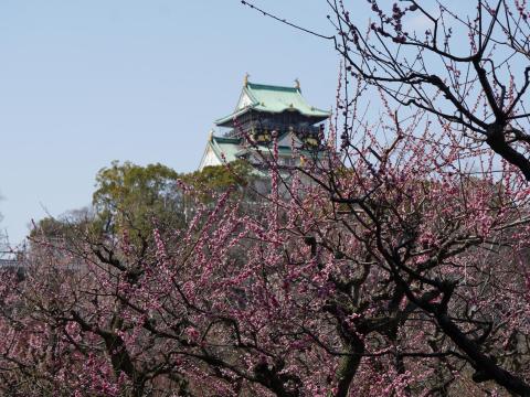 ウメ 摩耶紅
