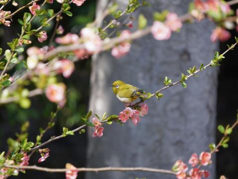 メジロ