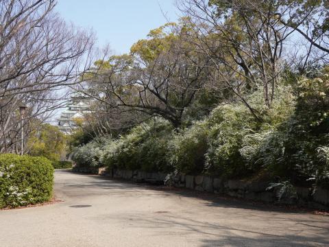 ユキヤナギ