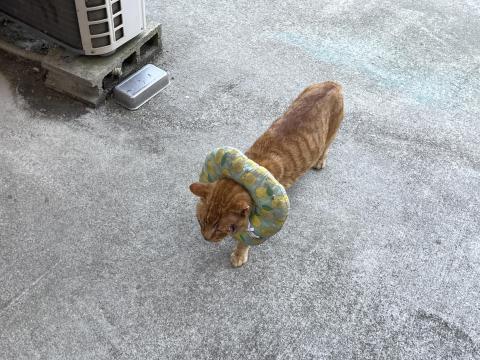 ネコ