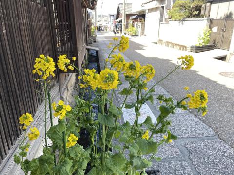 ナノハナ