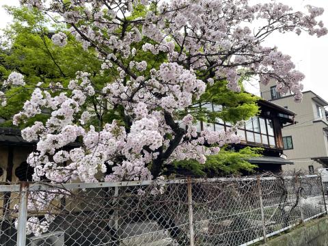 ヤエザクラ