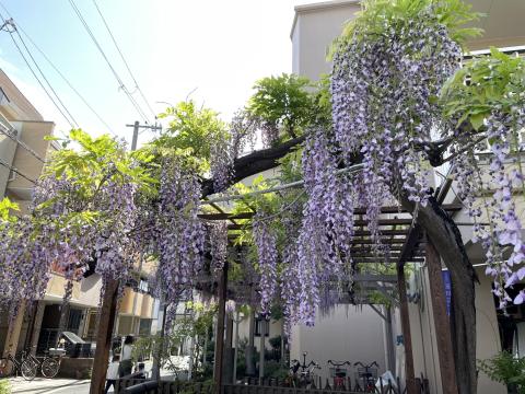 ノダフジ