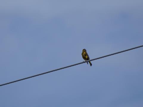 カワラヒワ