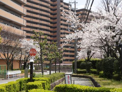 ソメイヨシノ