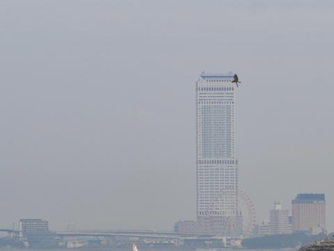 ミサゴ