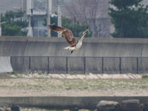 ミサゴ