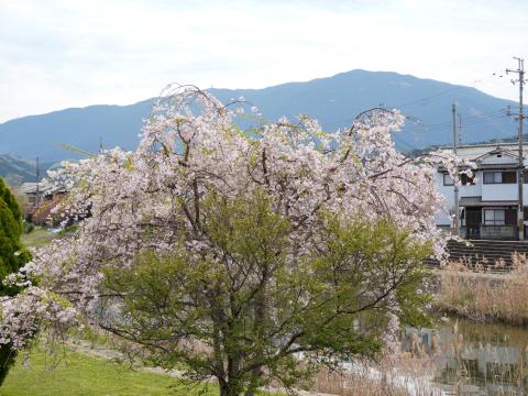 忍坂山とシダレザクラ