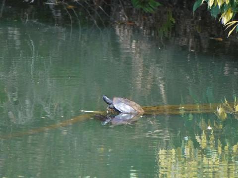 クサガメ