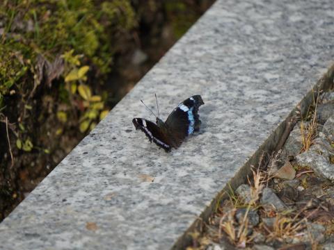 ルリタテハ