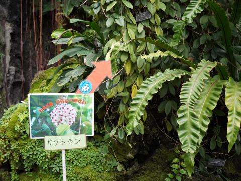 サクララン