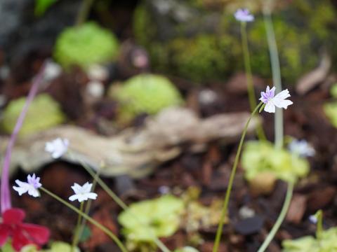 Pinguicula emarginata