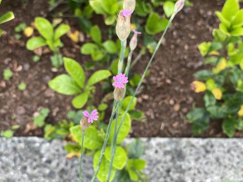 イヌコモチナデシコ
