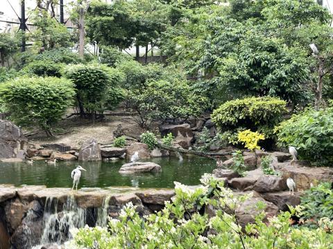 鳥の楽園