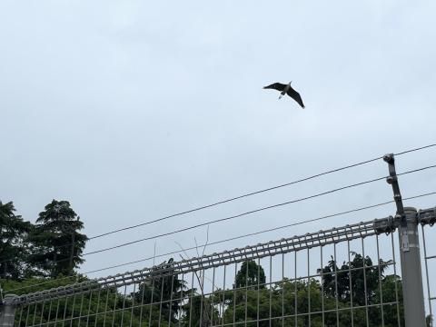 アオサギ