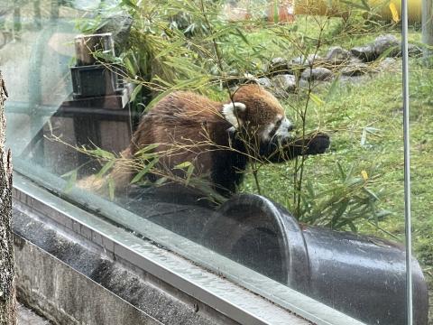 レッサーパンダ
