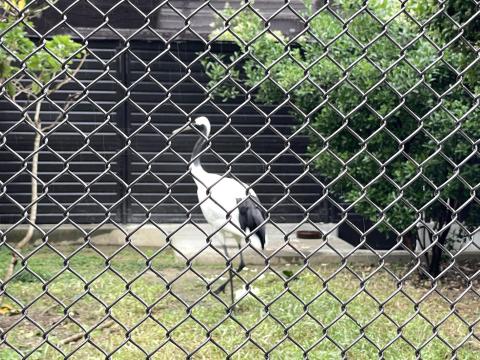 タンチョウ