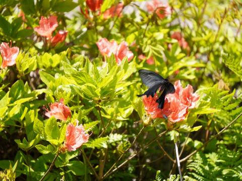 オンツツジにクロアゲハ