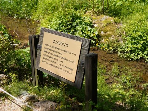 エンコウソウ