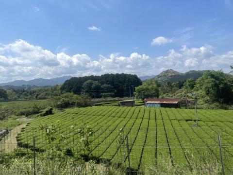 茶畑
