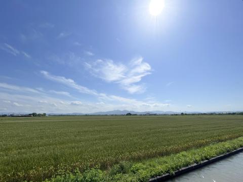 麦畑