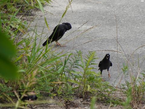 ハッカチョウ