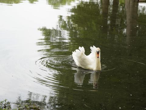 コブハクチョウ