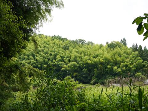 竹林