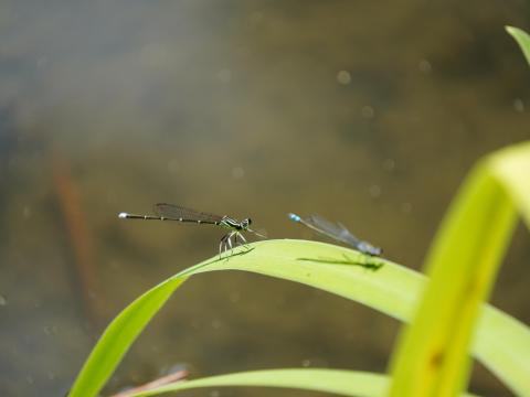 アオモンイトトンボとクロイトトンボ