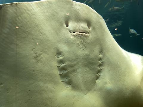 アカエイ