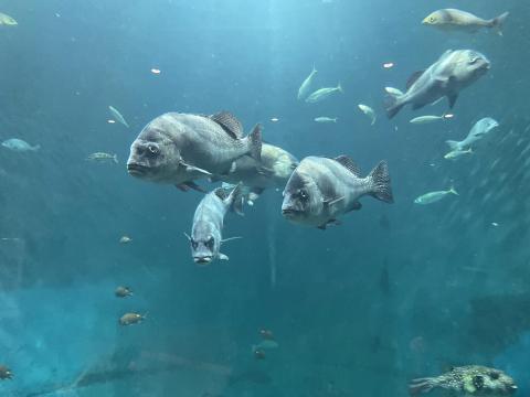 コショウダイ