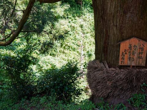 勧進杉