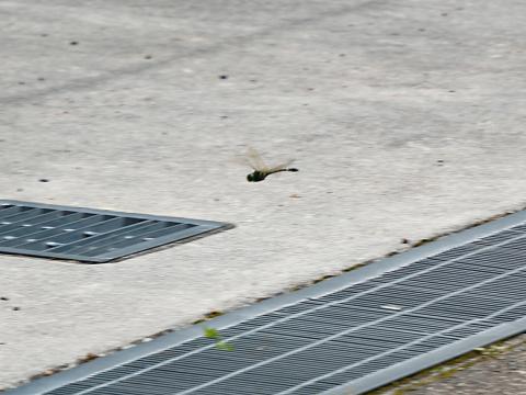コオニヤンマ