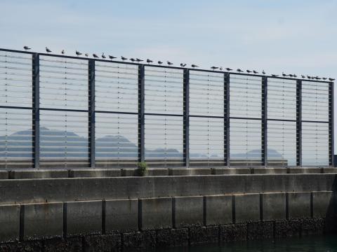 ウミネコ