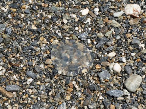 ミズクラゲ