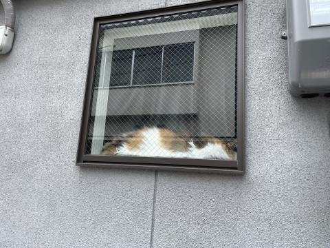 ミケネコ