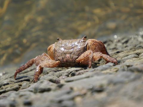 ベンケイガニ