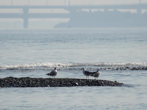 ウミネコ