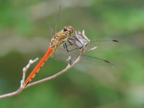 アキアカネ