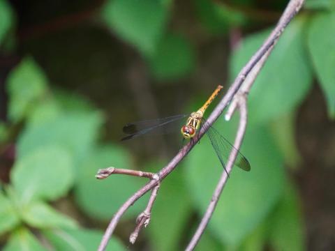 アキアカネ