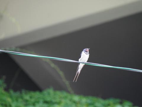 ツバメ