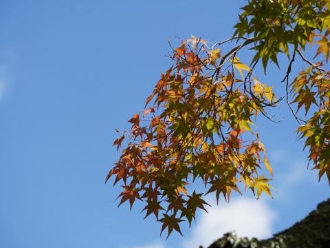 モミジ