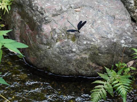 ハグロトンボ