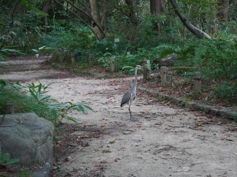 アオサギ