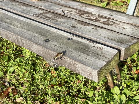 シオヤアブ