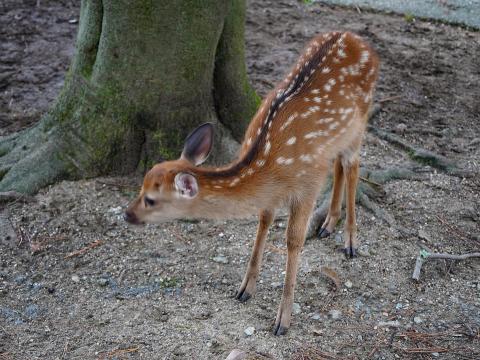 バンビ