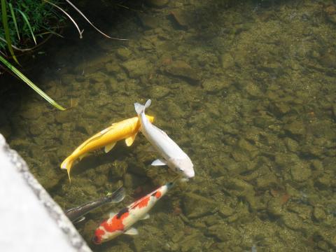 錦鯉
