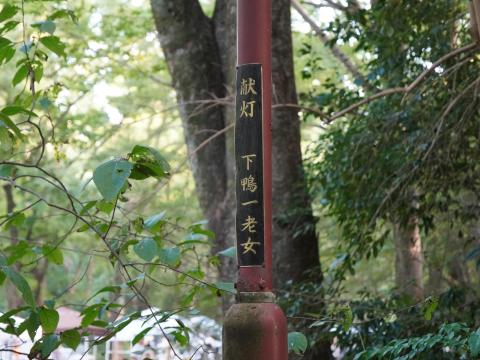 献灯